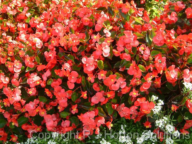 Begonias bedding